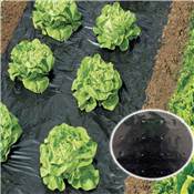Film percé de paillage potager 2x5m noir